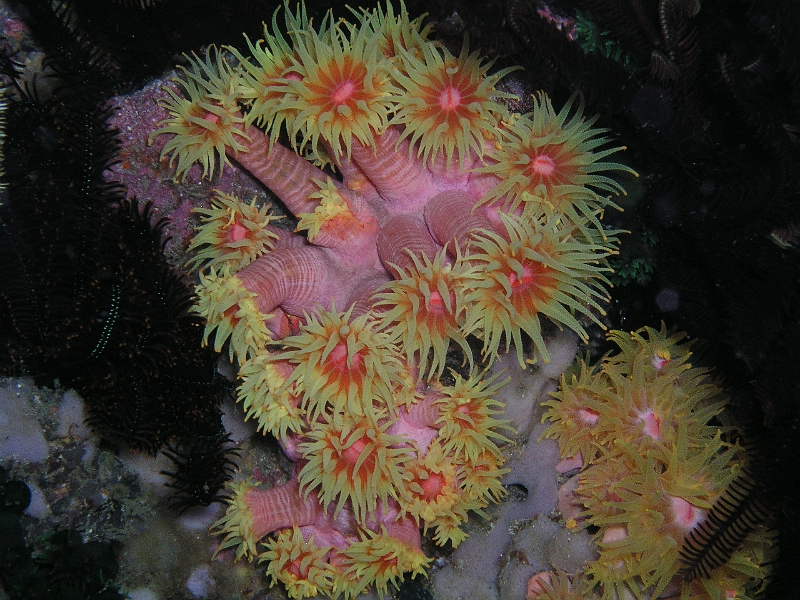 rote Kelchkoralle..JPG